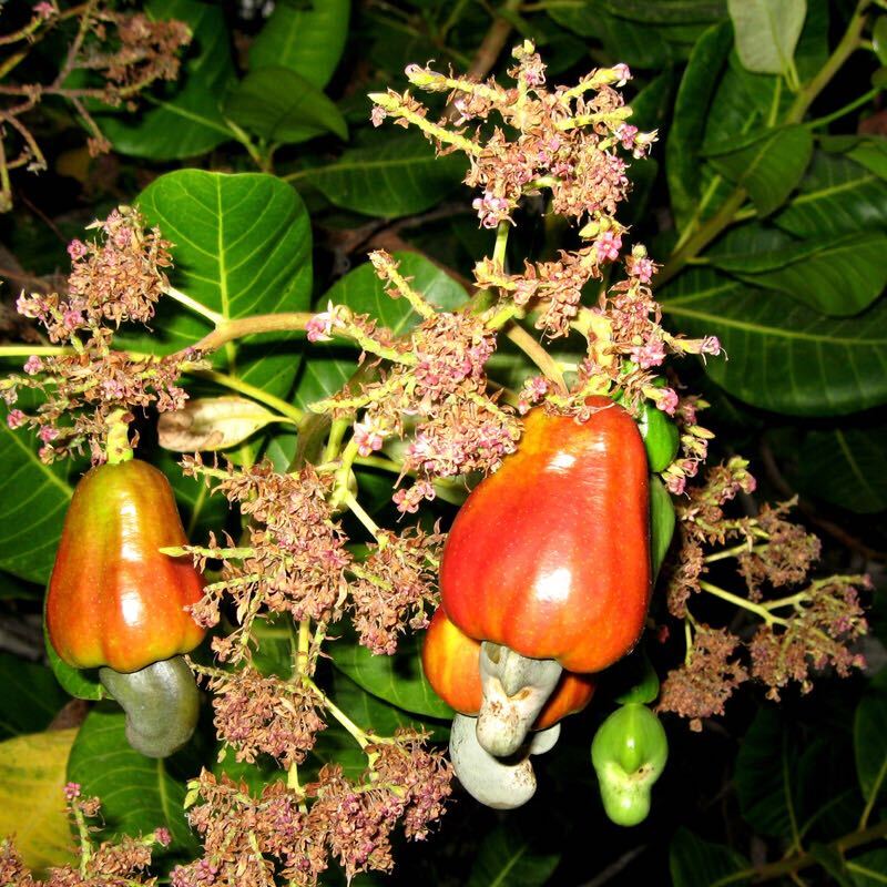 Anacardium Orientale (Marking Nut) - Homoeopathy Next